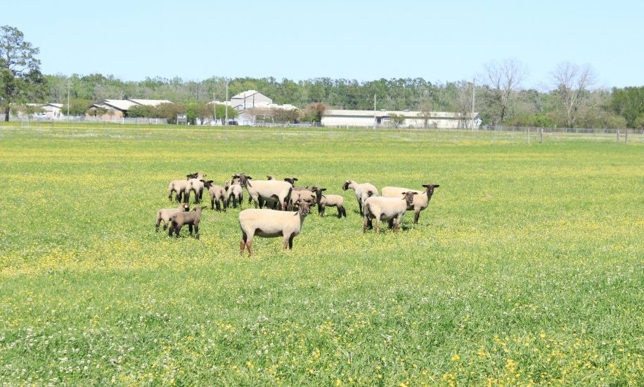 ben-hurr-sheep ben-hurr-sheep