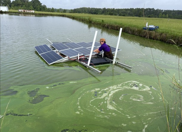 bleu-green algae