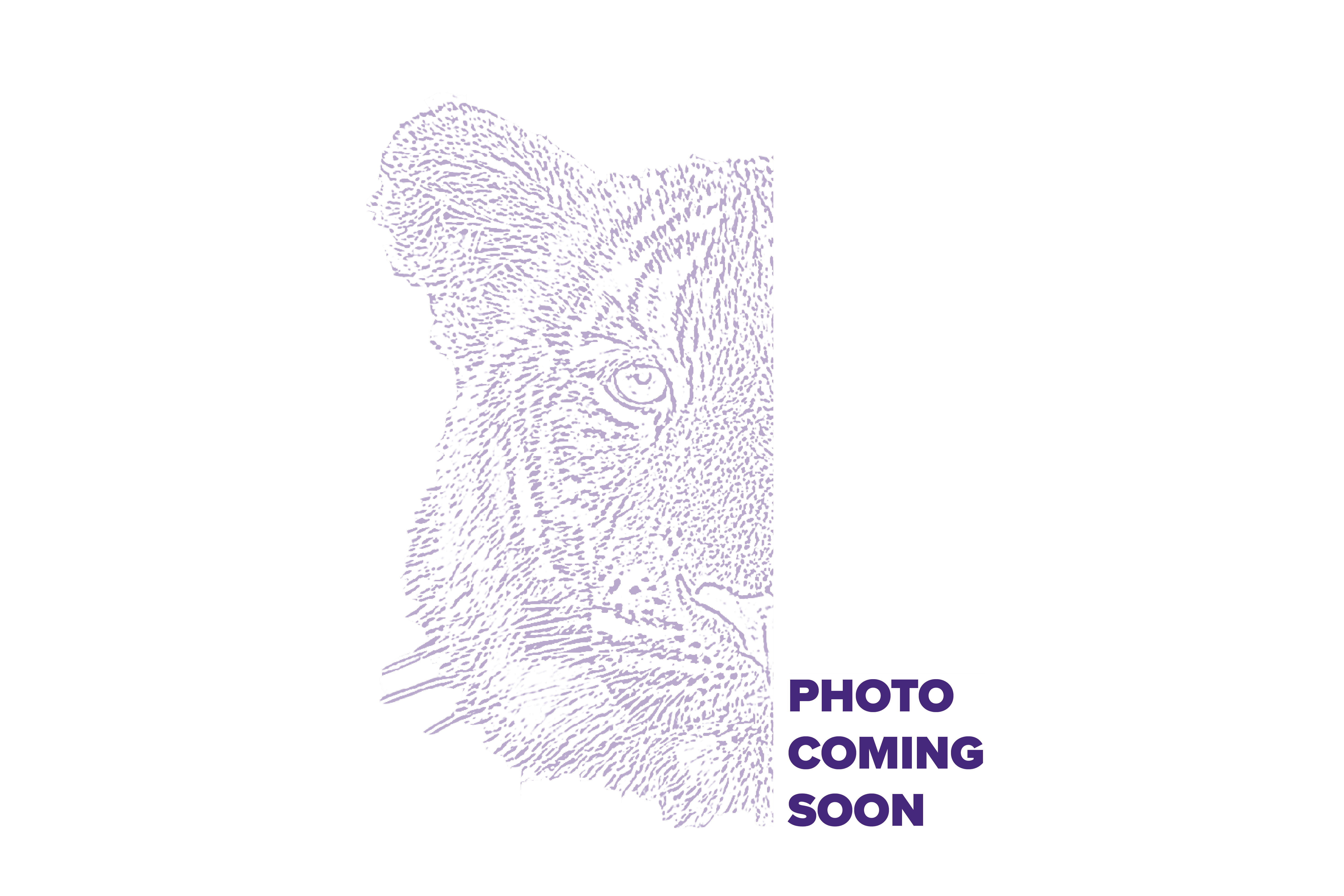 Placeholder image of a tiger