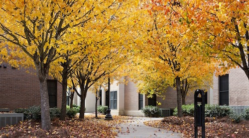 fall foliage