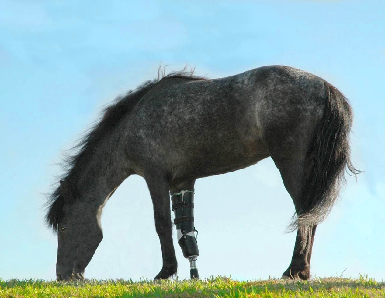Molly the Pony
